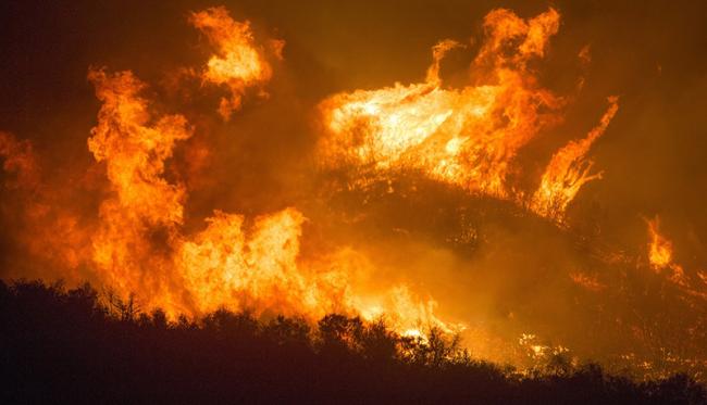 Forest fire